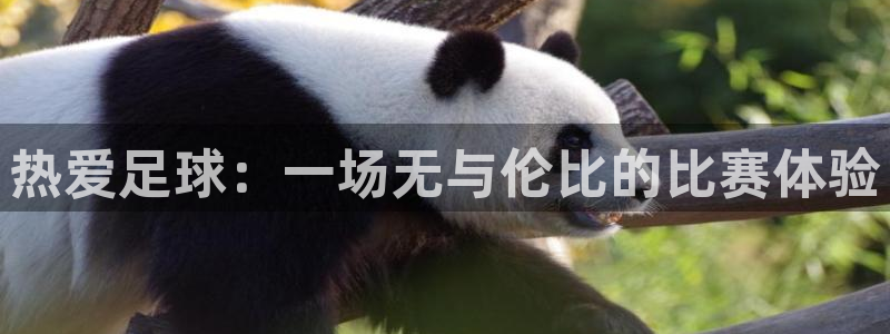 xc体育app官方网站